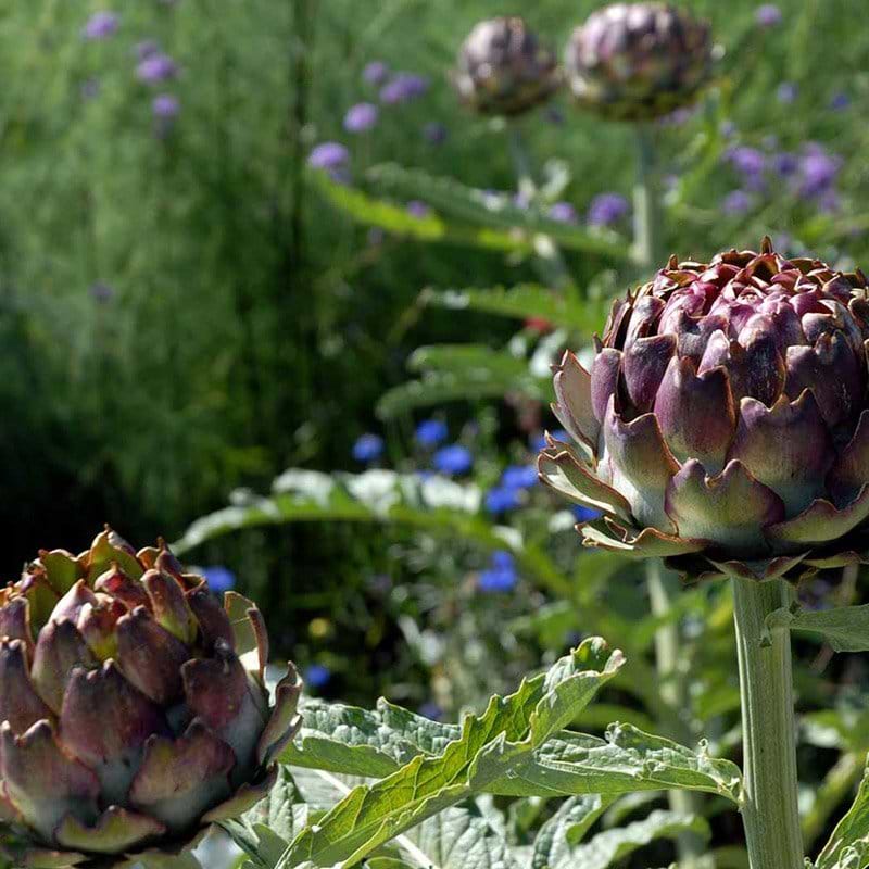 Cynara scolymus