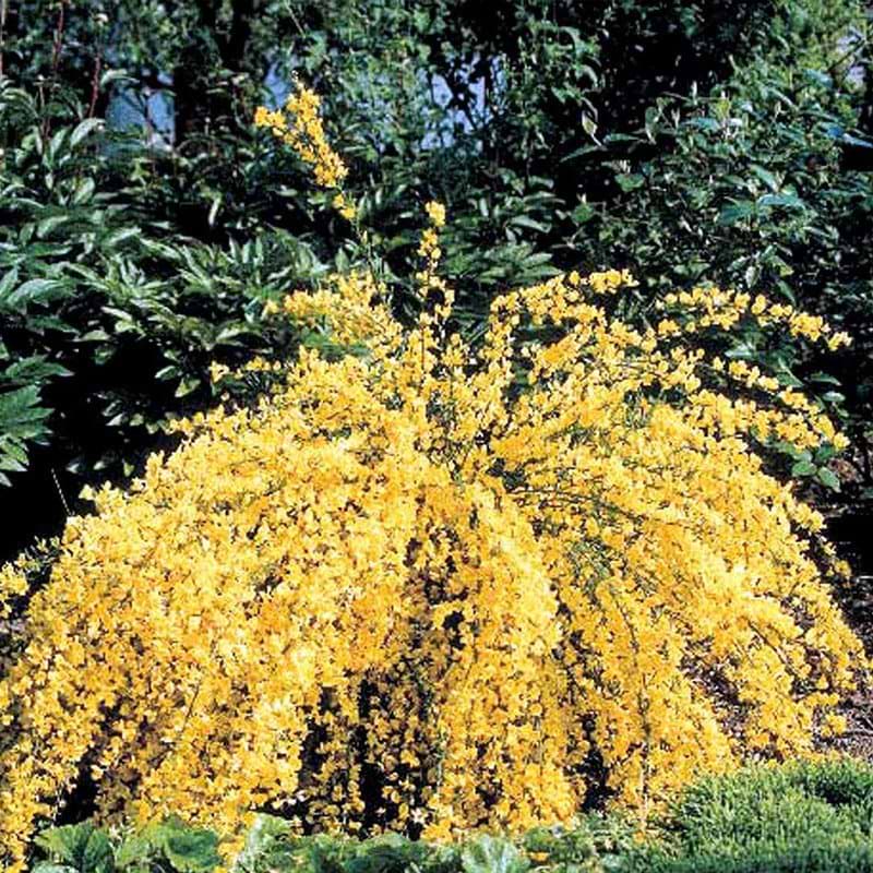 busk med gule blomster