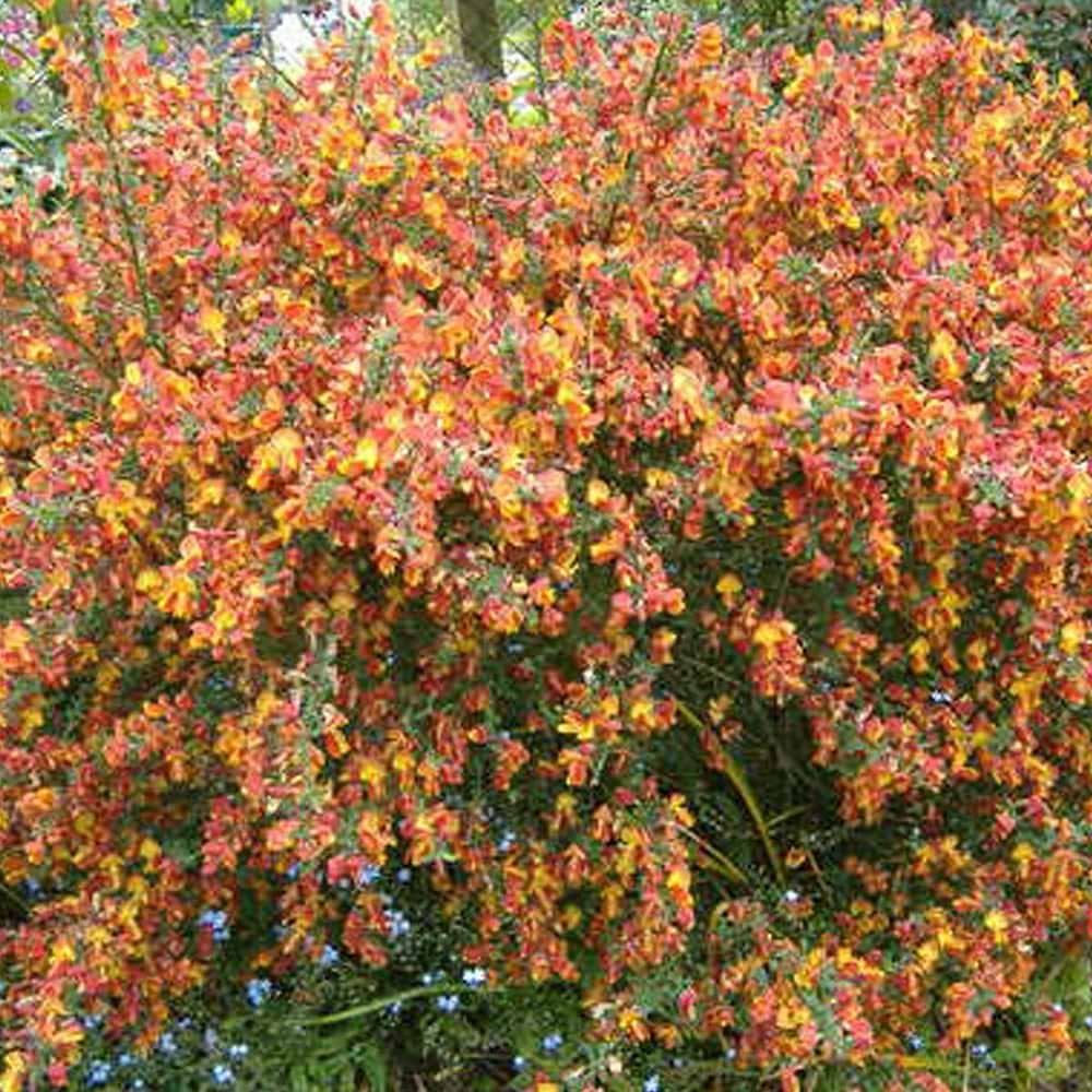 Cytisus praecox Lena