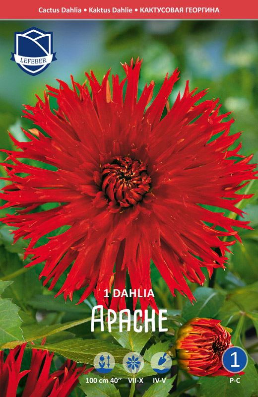 Rød kaktus Dahlia