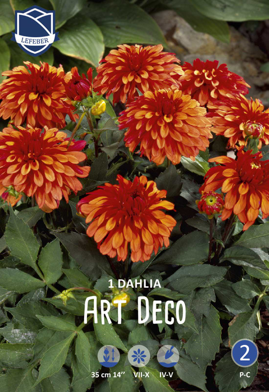 Dekorativ Dahlia orange og lyserød