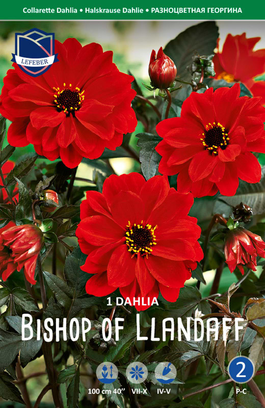 Ildrød Dhalia med enkelt blomst