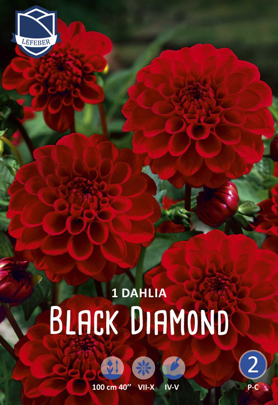 Dahlia blomsterløg black diamond