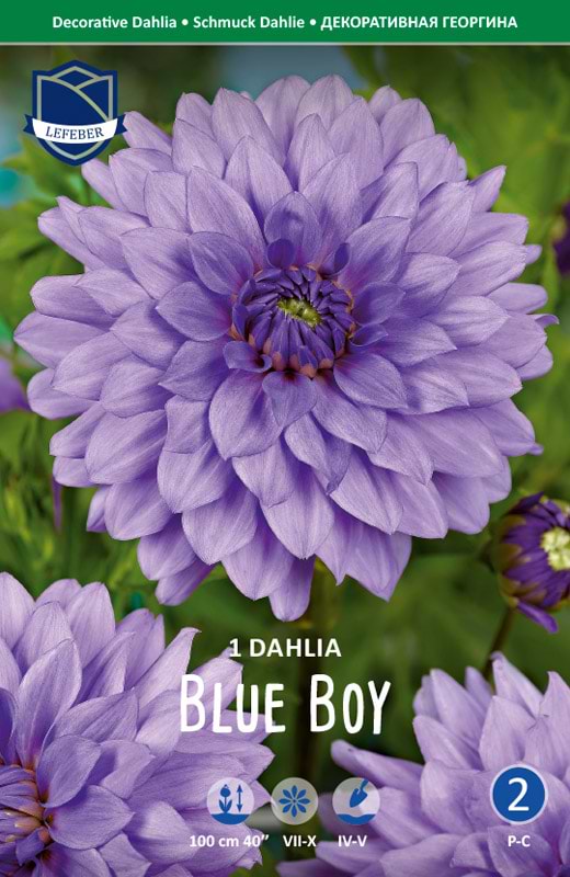 Blå/lilla dekorativ Dahlia