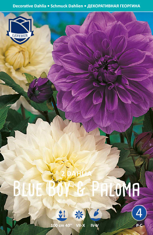 Blue boy og paloma dahlia