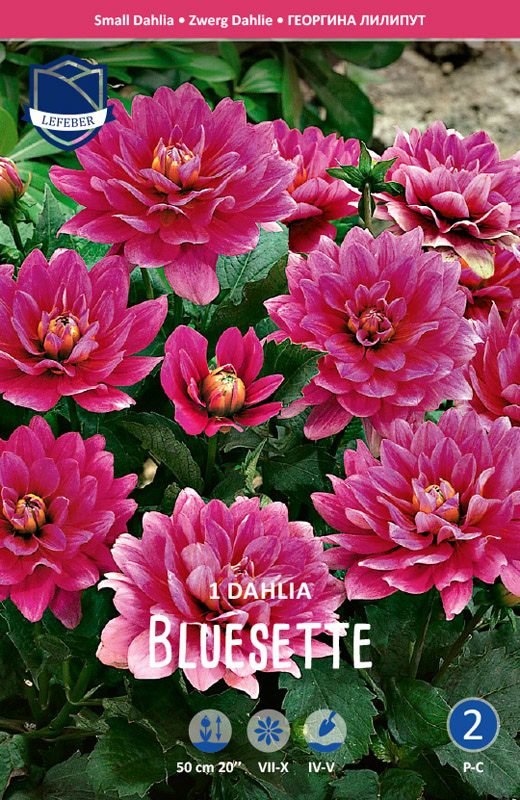 Lav violet Dahlia