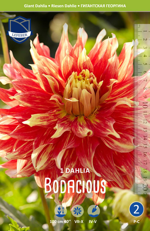 Gigant Dalia 'Bodacious' (blomsterløg)