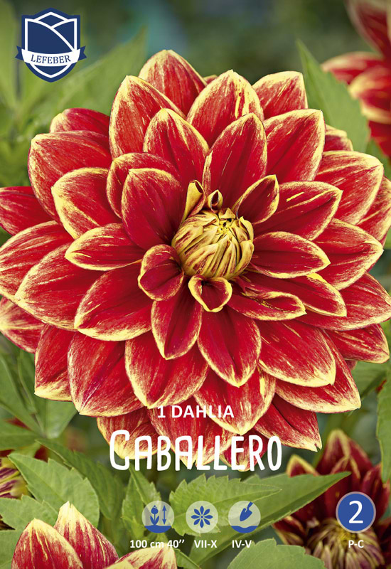 Rund tofarvet Dahlia
