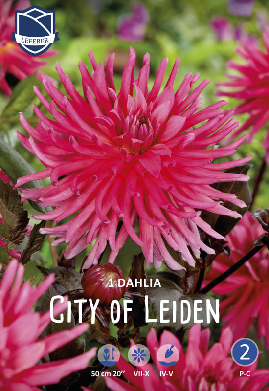 Lav pink Dhalia krukker kantplante