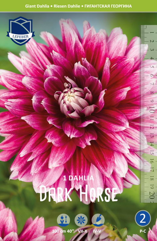 Gigant Dalia 'Dark Horse' (blomsterløg)