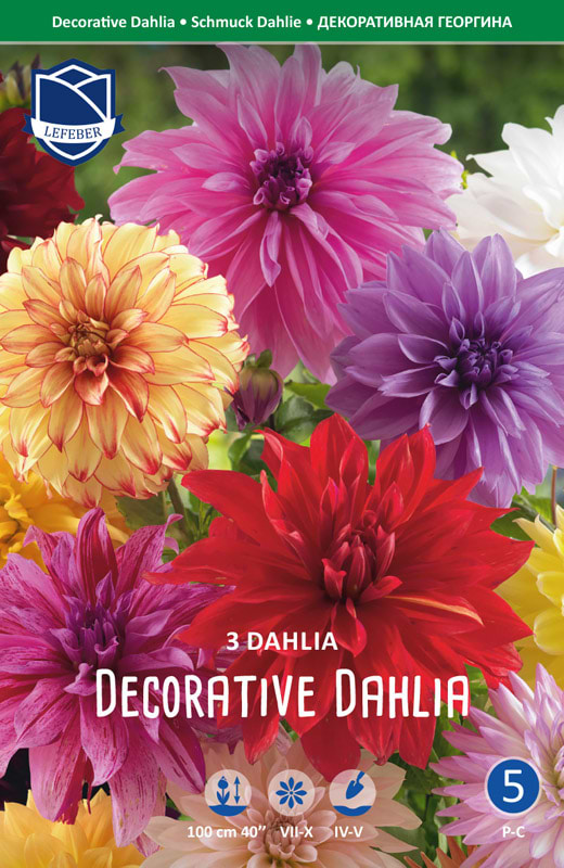 Dekorative dahlia