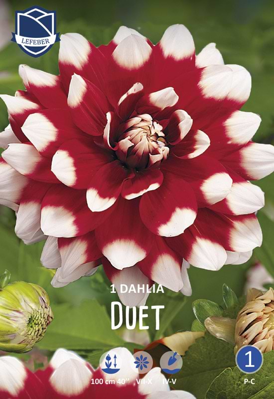 Polkaprikket dekorativ Dahlia