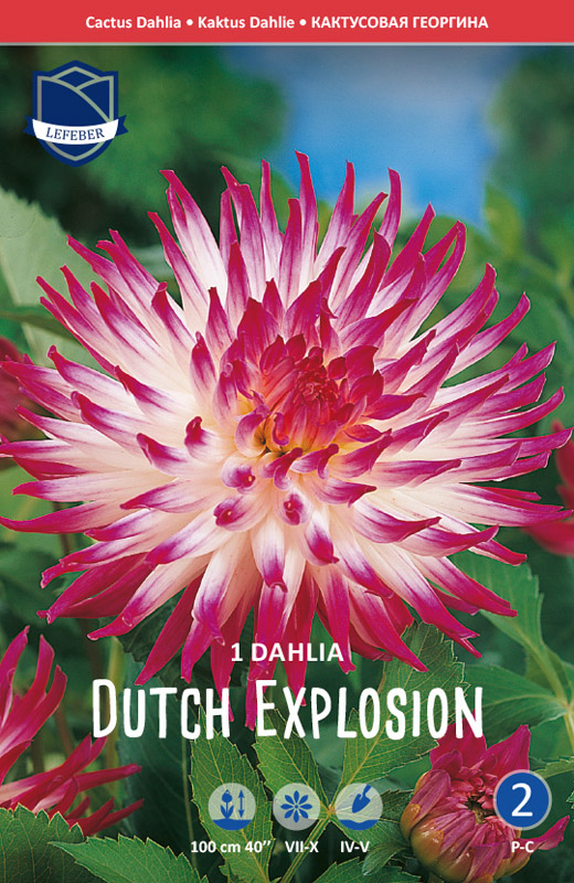 Kaktus Dahlia hvid pink