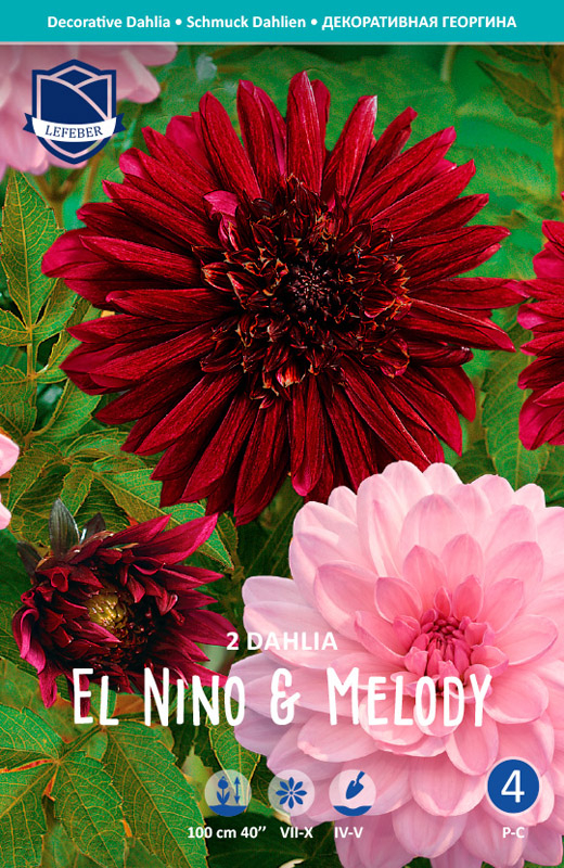 el nino og melody dahlia
