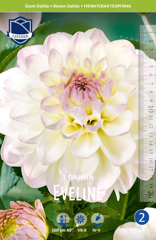 Gigant Dalia 'Eveline' (blomsterløg)