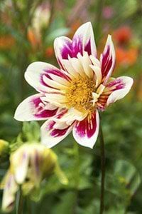 dahlia