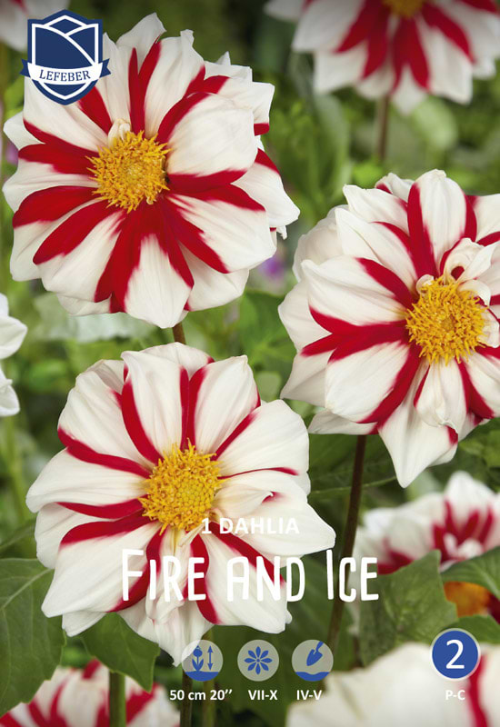 Bolsjestribet Dahlia 'Fire and Ice'