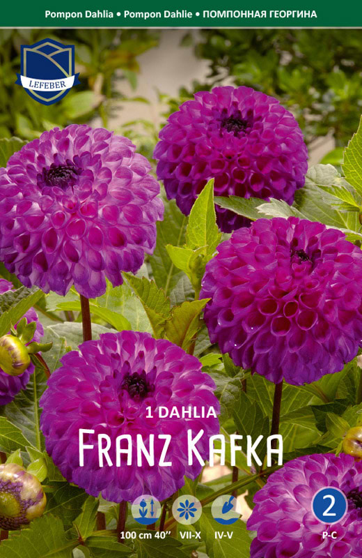 Pink-lilla pompon Dahlia afskæring