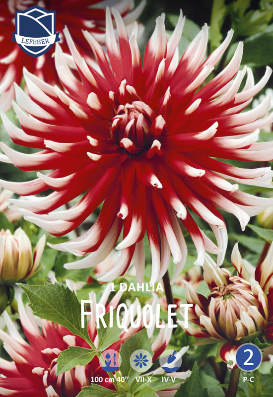 Tofarvet Dahlia rød hvide spidser