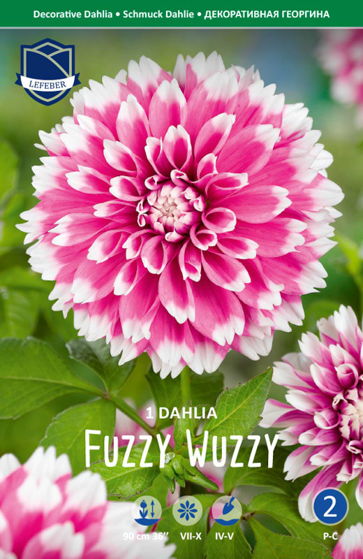 Dekorativ lysende pink Dahlia