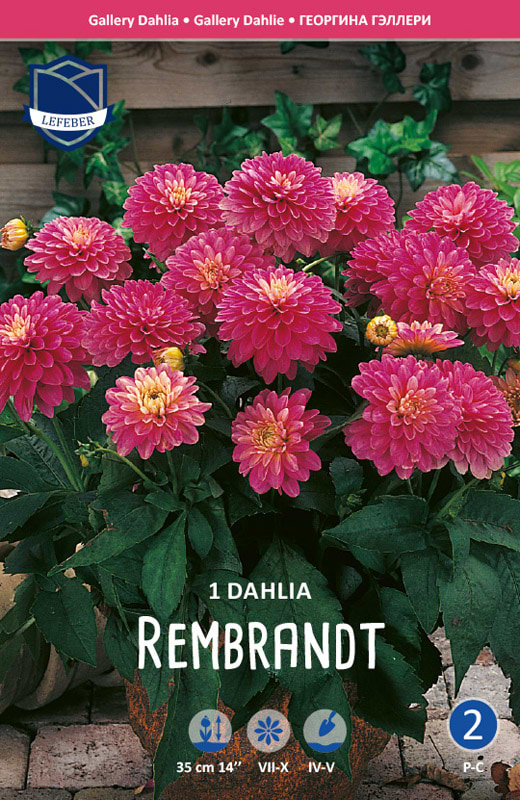 Flot pink Gallery Dahlia