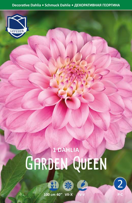 Lyserød rund Dahlia