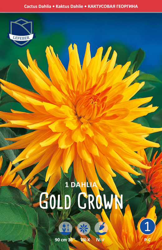 Guld gul kaktus Dahlia