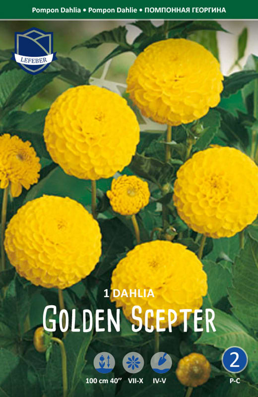 Klassisk gul pompon Dahlia