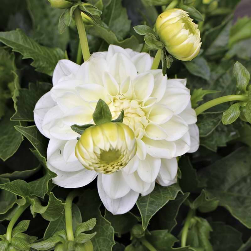 Dahlia hvid