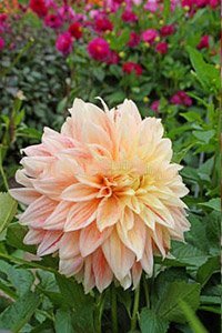 smuk dahlia