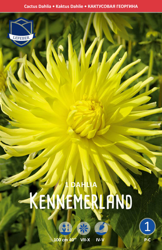 Ensfarvet lys gul Dahlia