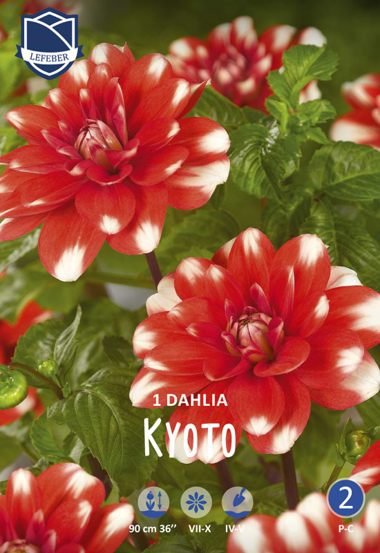Dalia 'Kyoto' (blomsterløg)