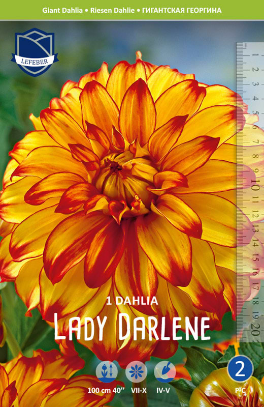Gigant Dalia 'Lady Darlene' (blomsterløg)