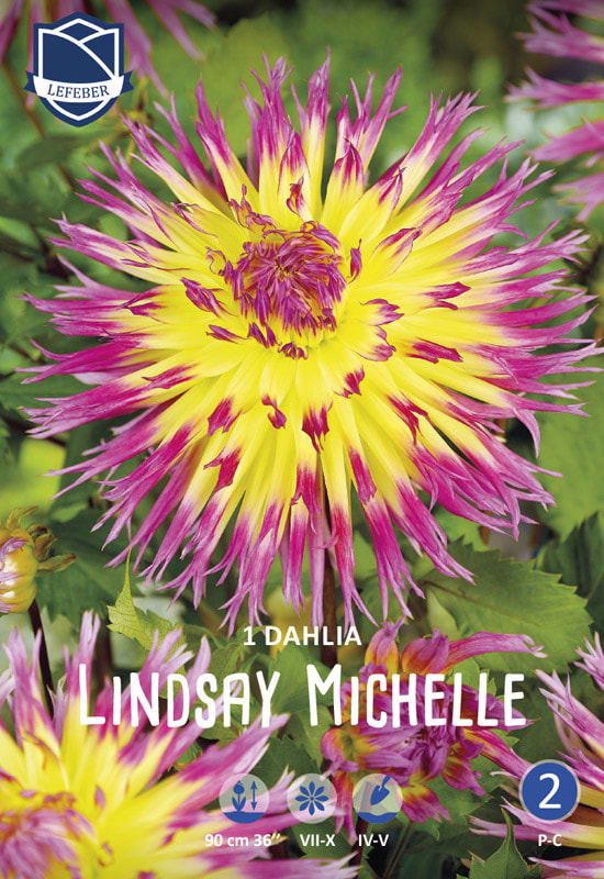 Lilla pink gul kaktus Dahlia
