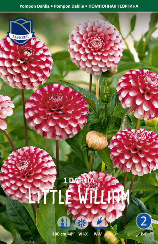 Tofarvet Pompon Dahlia buketter