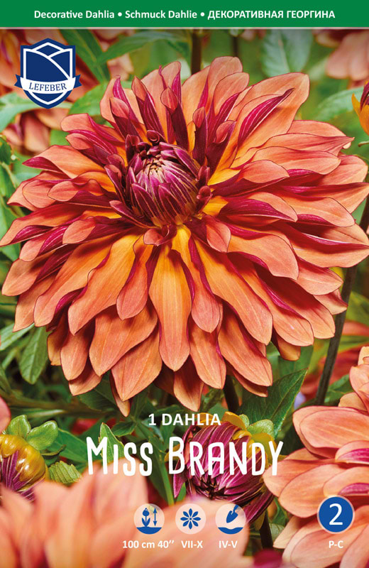 Tofarvet Orange Lilla Dahlia