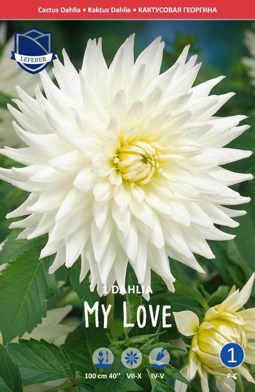 Klar hvide klassiske kaktus Dahlia