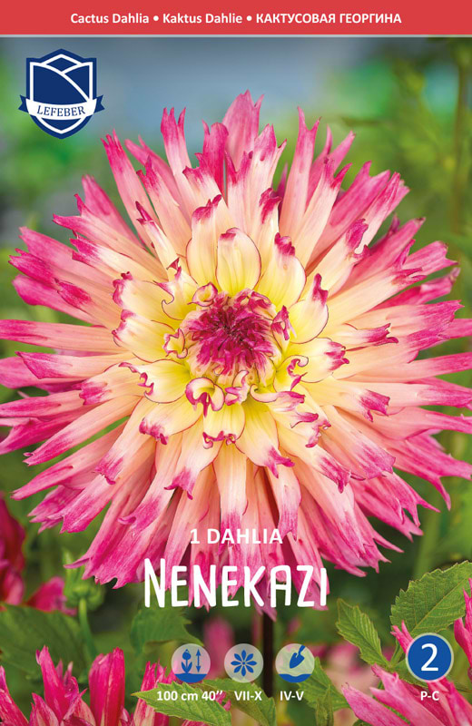 Stærk pink kaktus Dahlia 'Nenekazi'