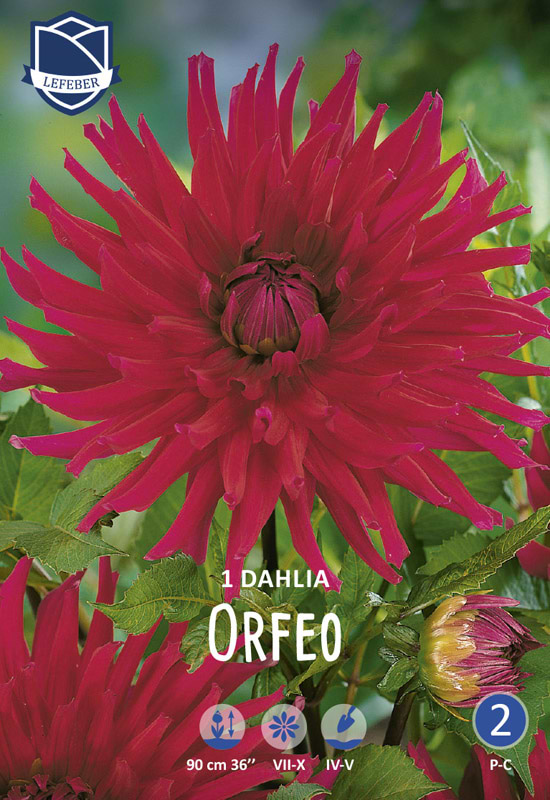 Ensfarvet lilla mørk pink kaktus Dahlia
