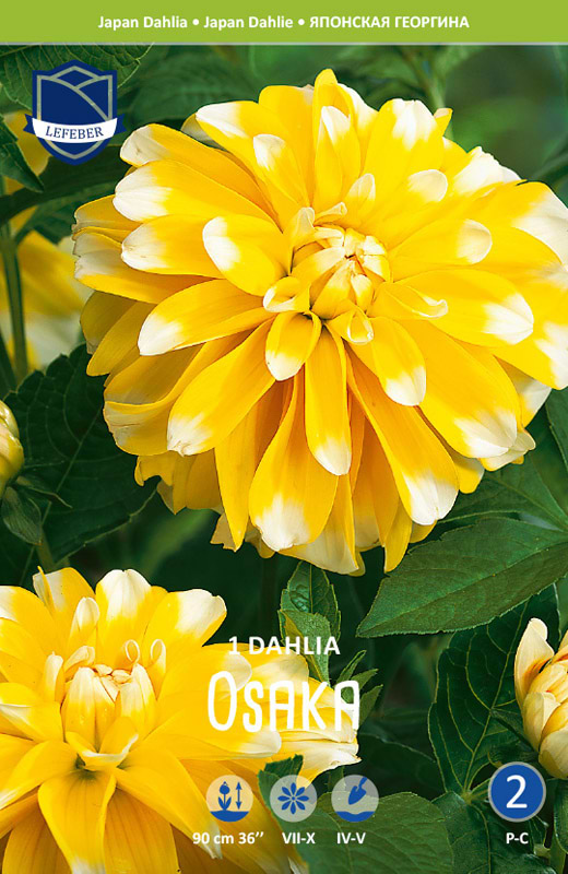 Dalia 'Osaka' (blomsterløg)