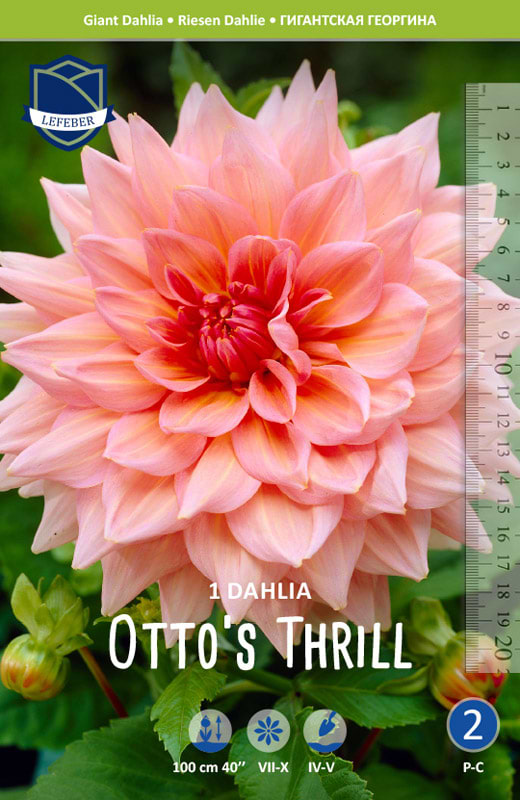 Gigant Dalia 'Otto's Thrill' (blomsterløg)