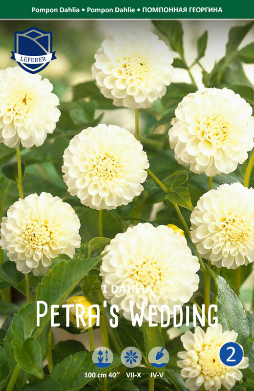 Elegang hvid pompon Dahlia krukke
