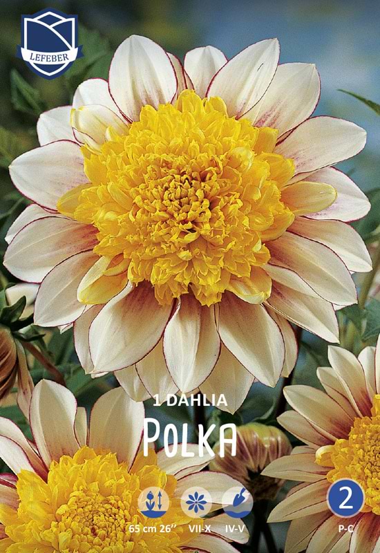 Smuk trefarvet åkande Dhalia