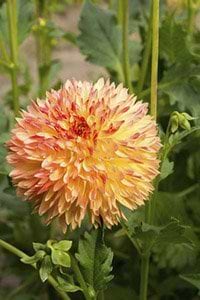 orange dahlia