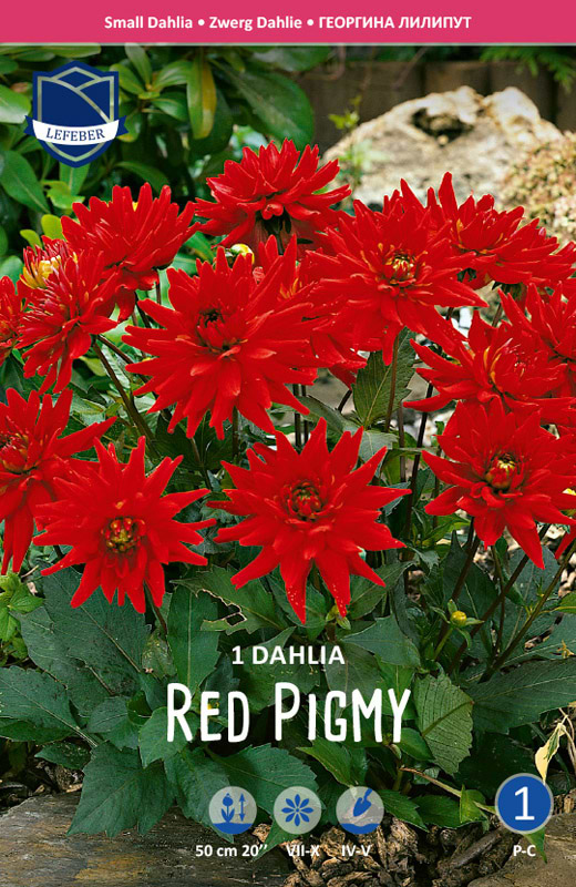 Lav rød Dhalia 'Red Pigmy'