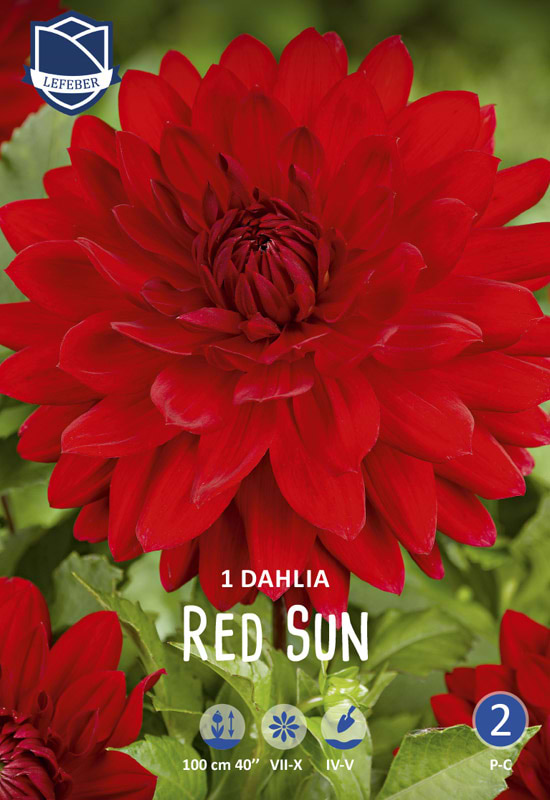 Rød Rund Dahlia