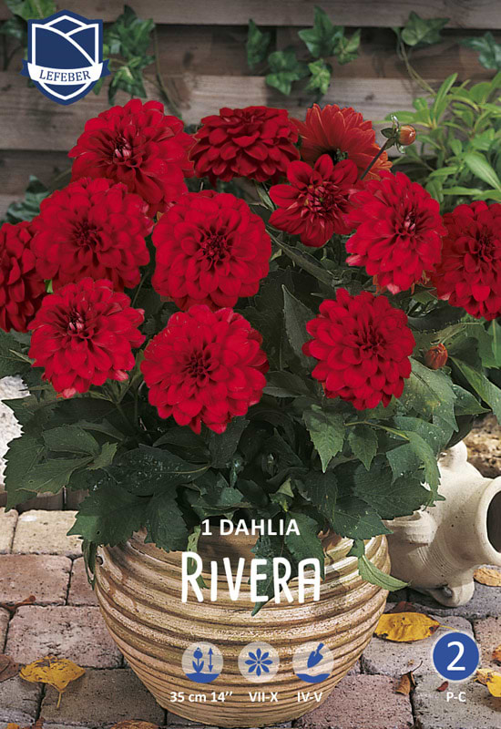 Klassisk rød Gallery Dahlia - krukker