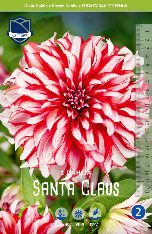 Gigant Dalia 'Santa Claus' (blomsterløg)