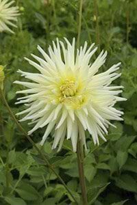 lysegul dahlia