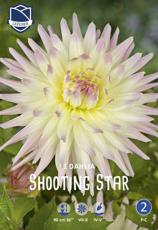 Fin pastel lilla pink kaktus Dahlia